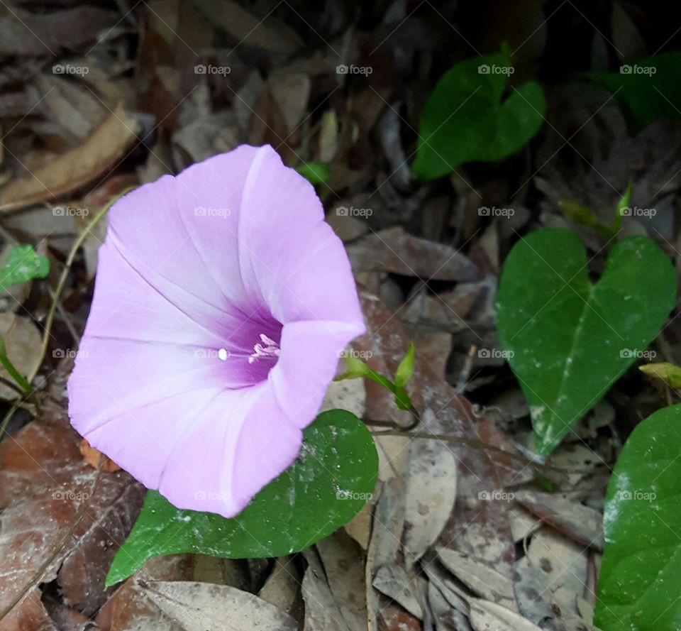 first bloom of morning glory growing wild in our yard.