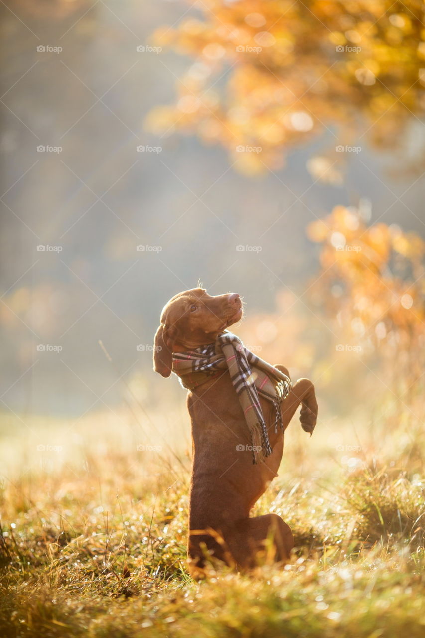 Hungarian Vizsla in wear at autumn park. scarf, hat, tweed, Rhodesian, Ridgeback, Hungarian, Vizsla, wear, autumn, park