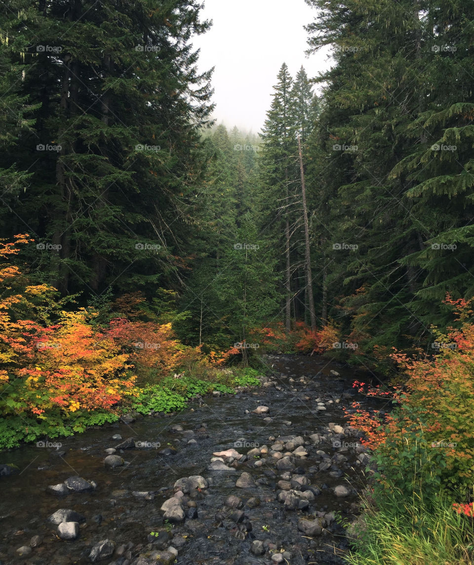 River in forest during autumn