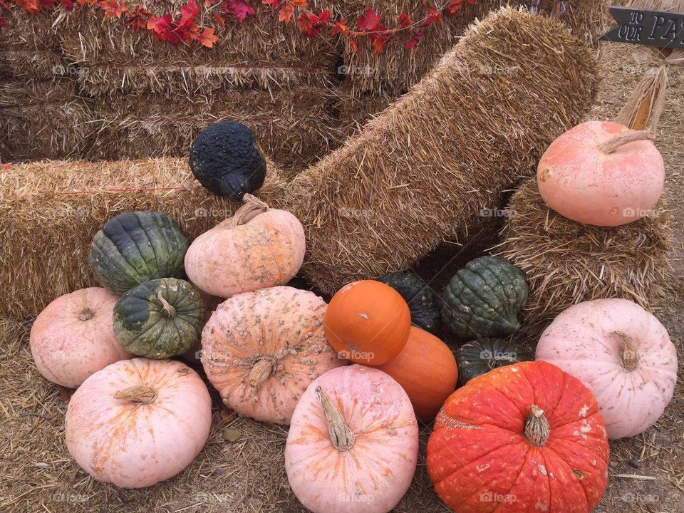 Pile of pumpkins 