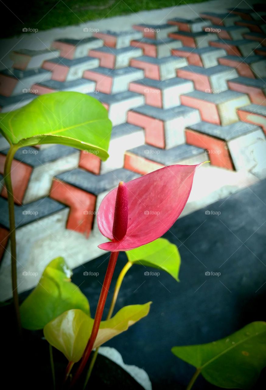 anthurium