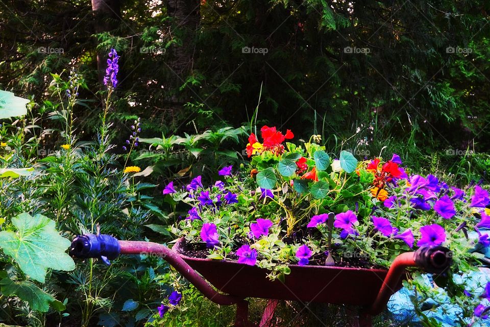 Flowers in a wheelbarrow. Flowers in an antique wheelbarrow