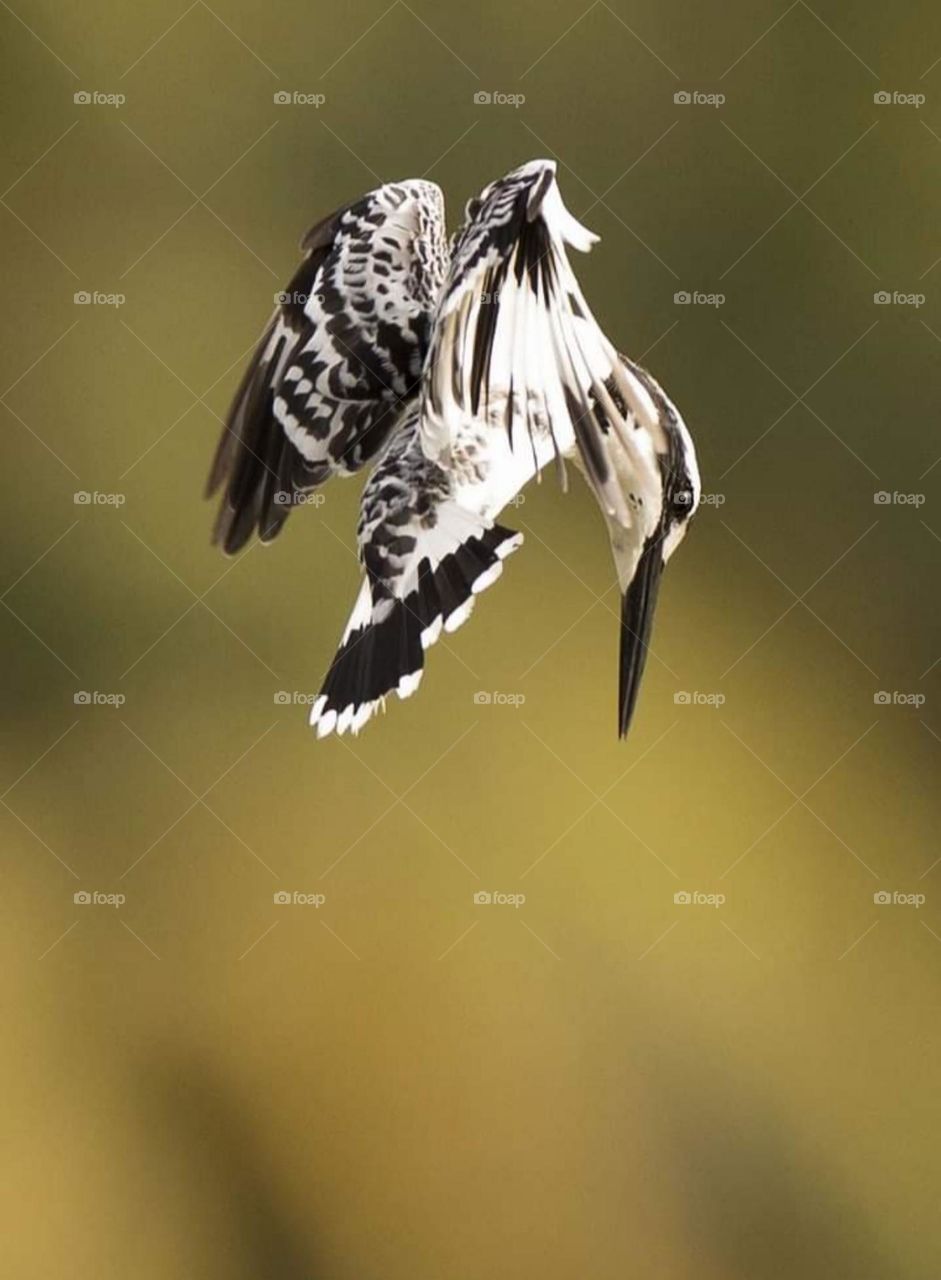 look at the forcus to catch live food.