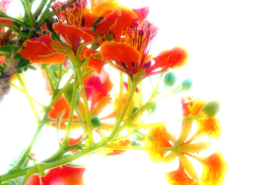 Pride of Barbados, Peacock's Crest flower