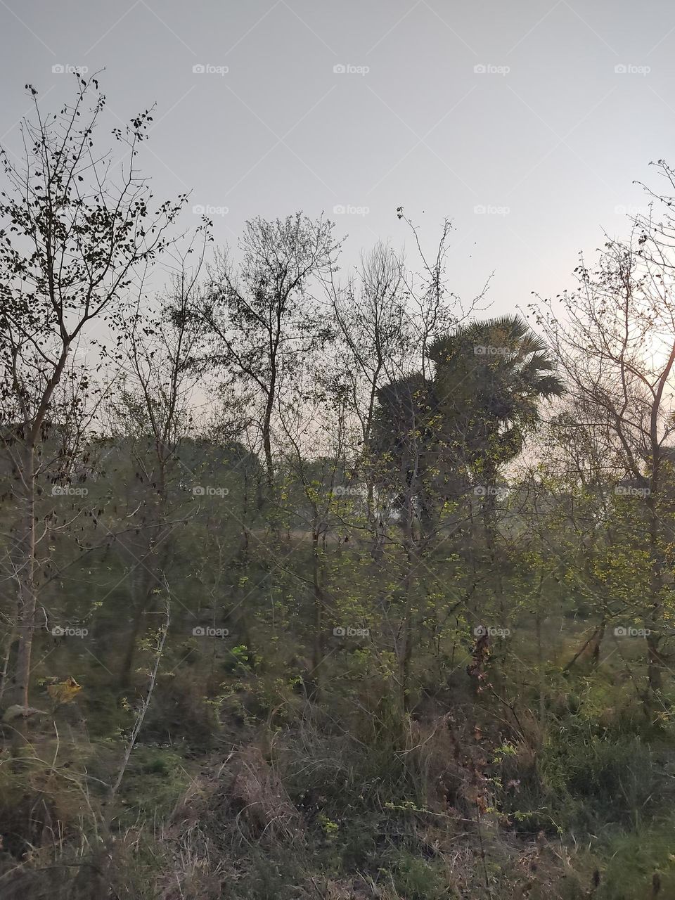 big bushes of beautiful forest.