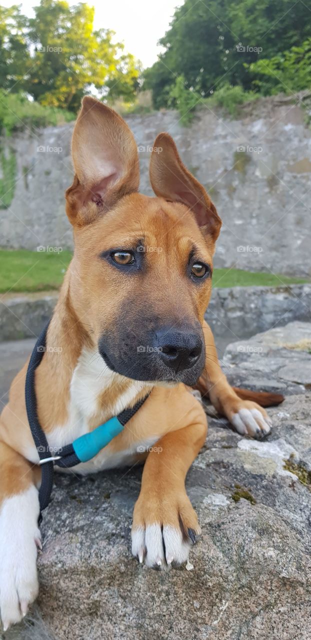 pitbull belgiu shepherd mix puppy