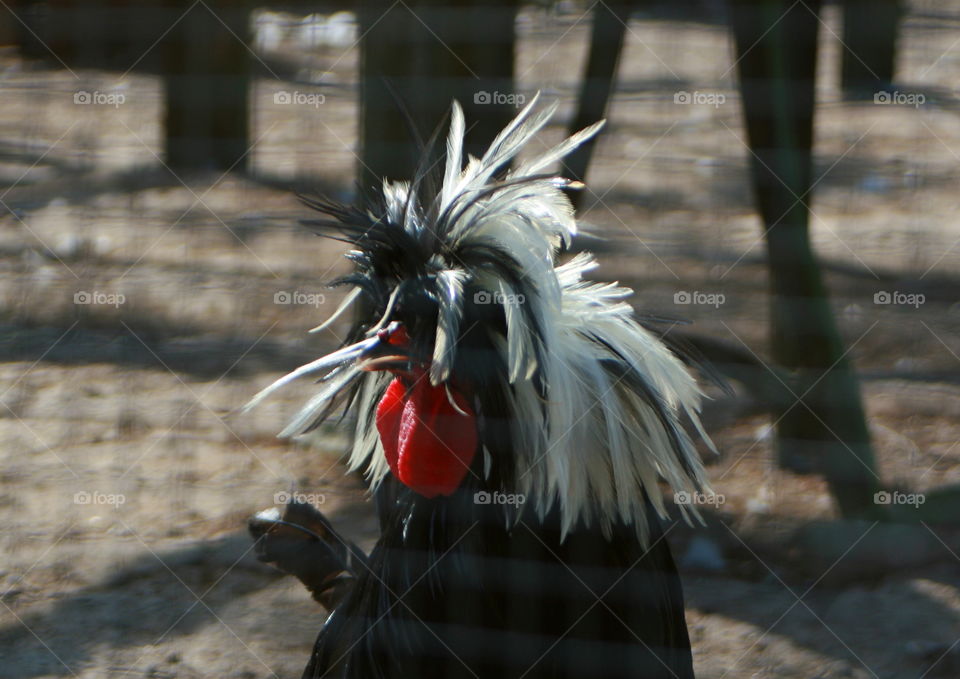 Rooster. White-Crested Black Polish Rooster