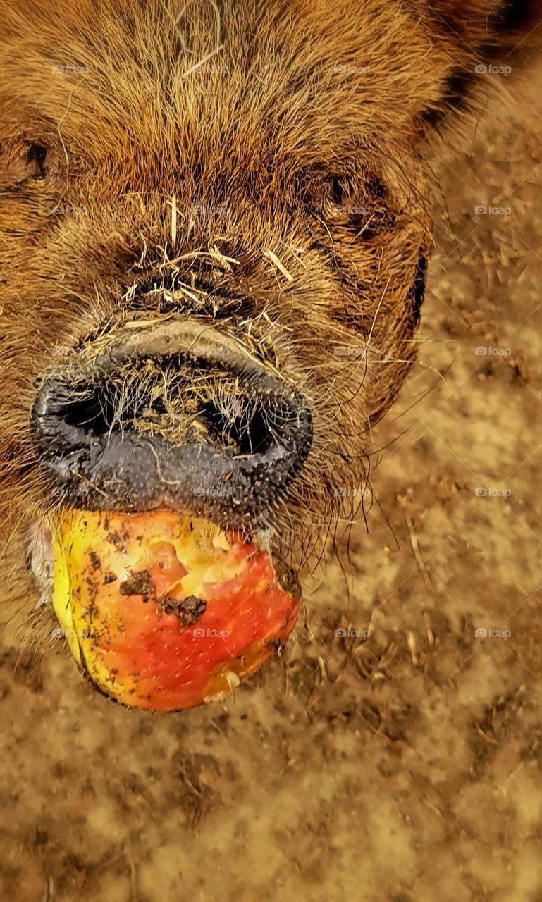 pig with apple