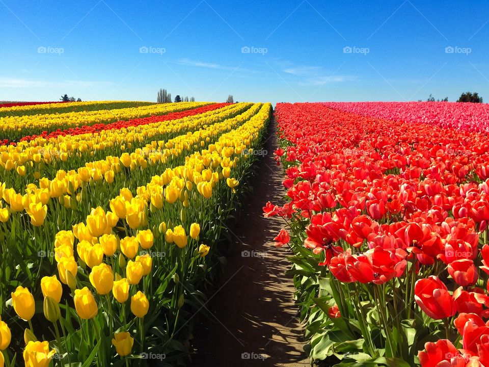 Tulips