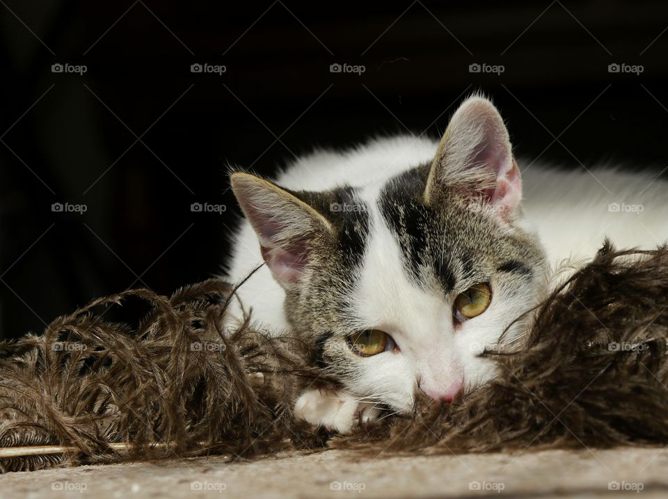 Young cat playing with ostrich feather