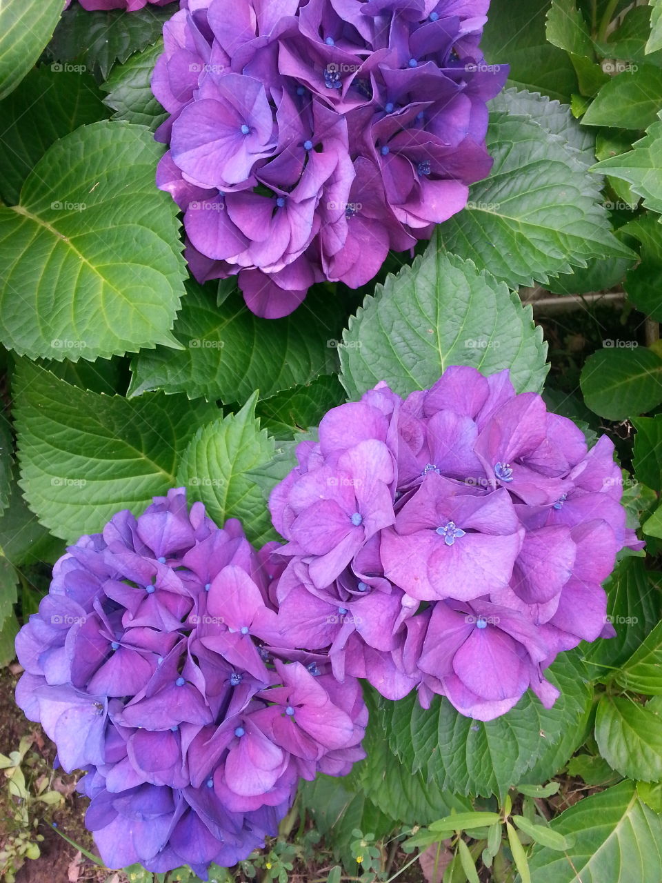High angle view of hydrangea flowers