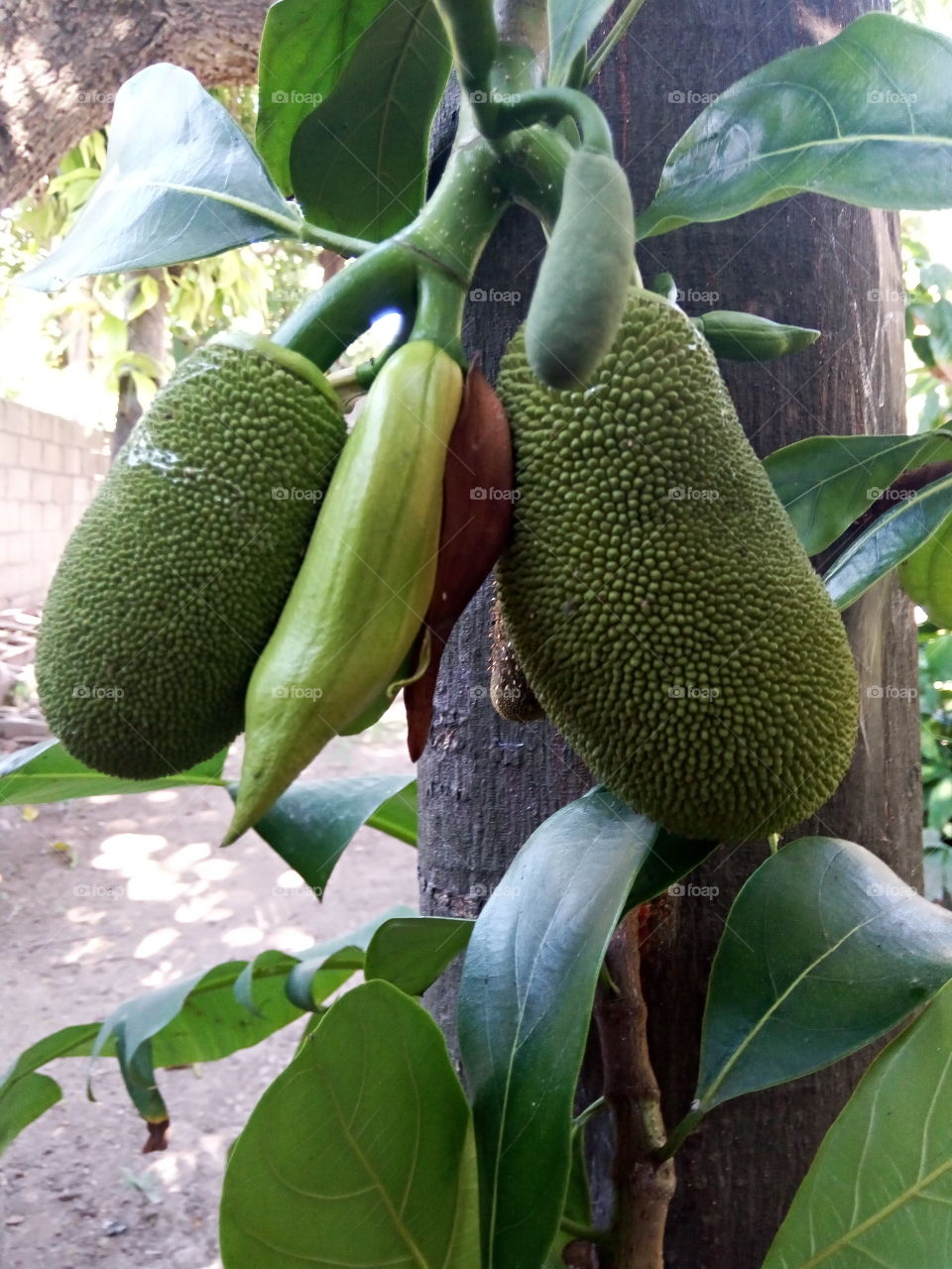 jackfruit