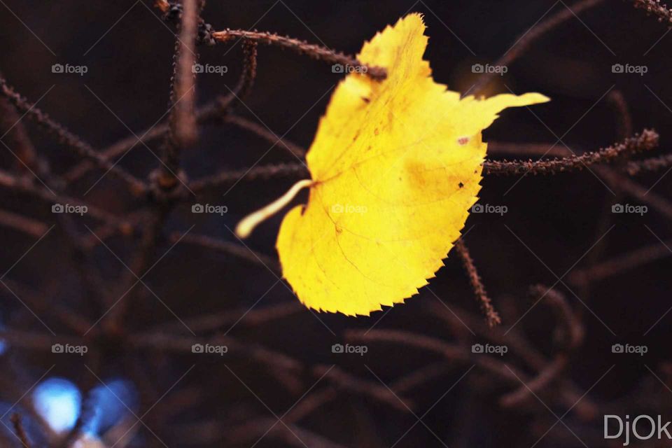 No Person, Leaf, Nature, Fall, Outdoors