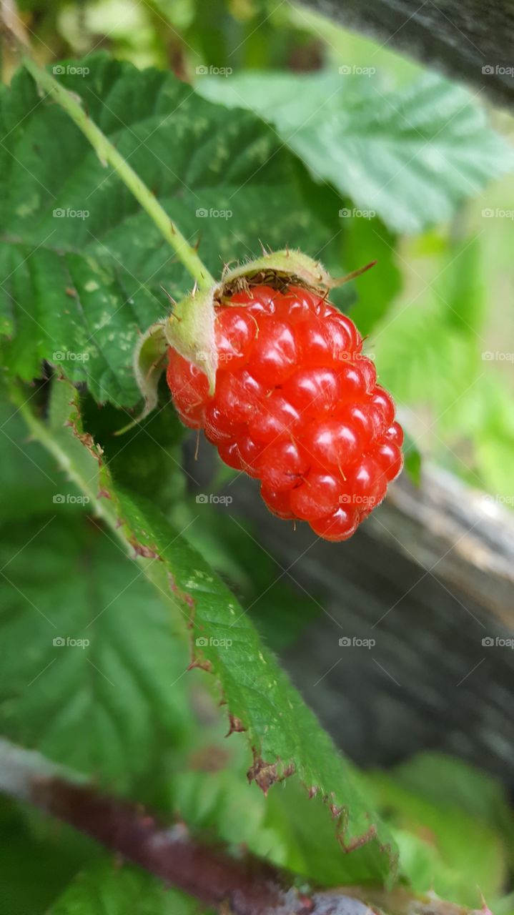 Berry good