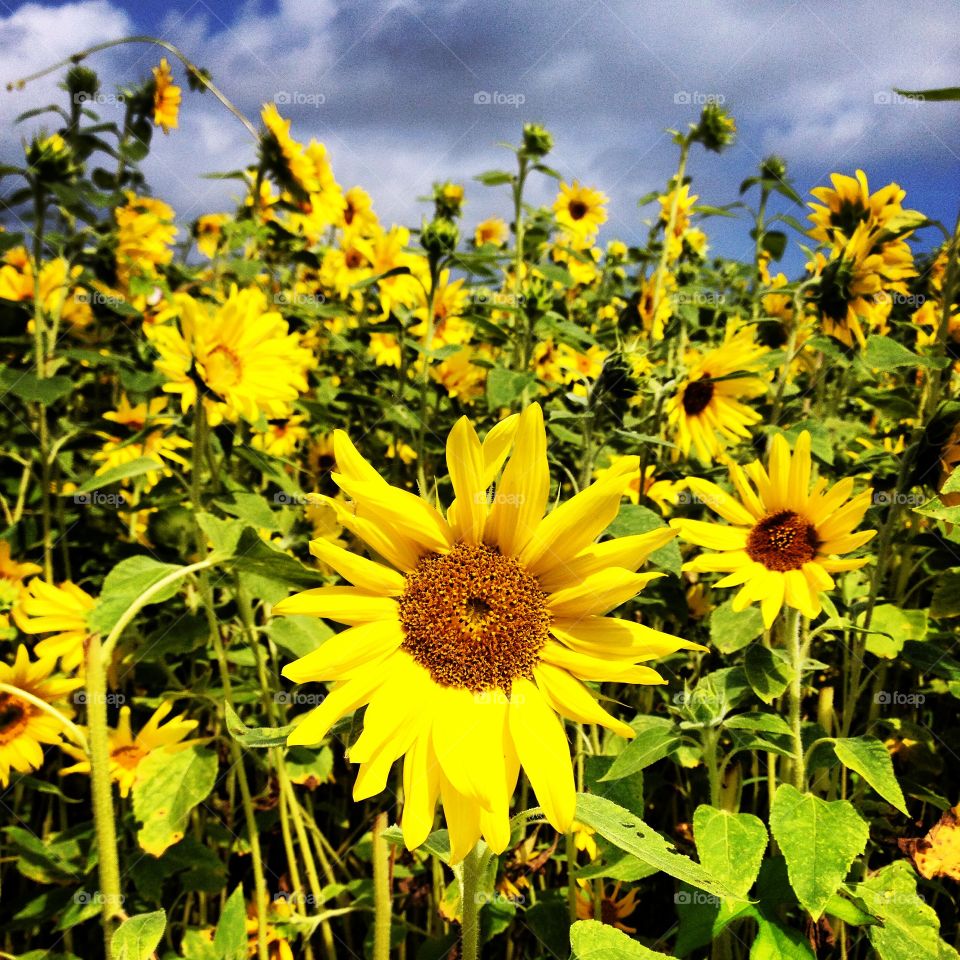 Sunny Flowers. Lewes, DE