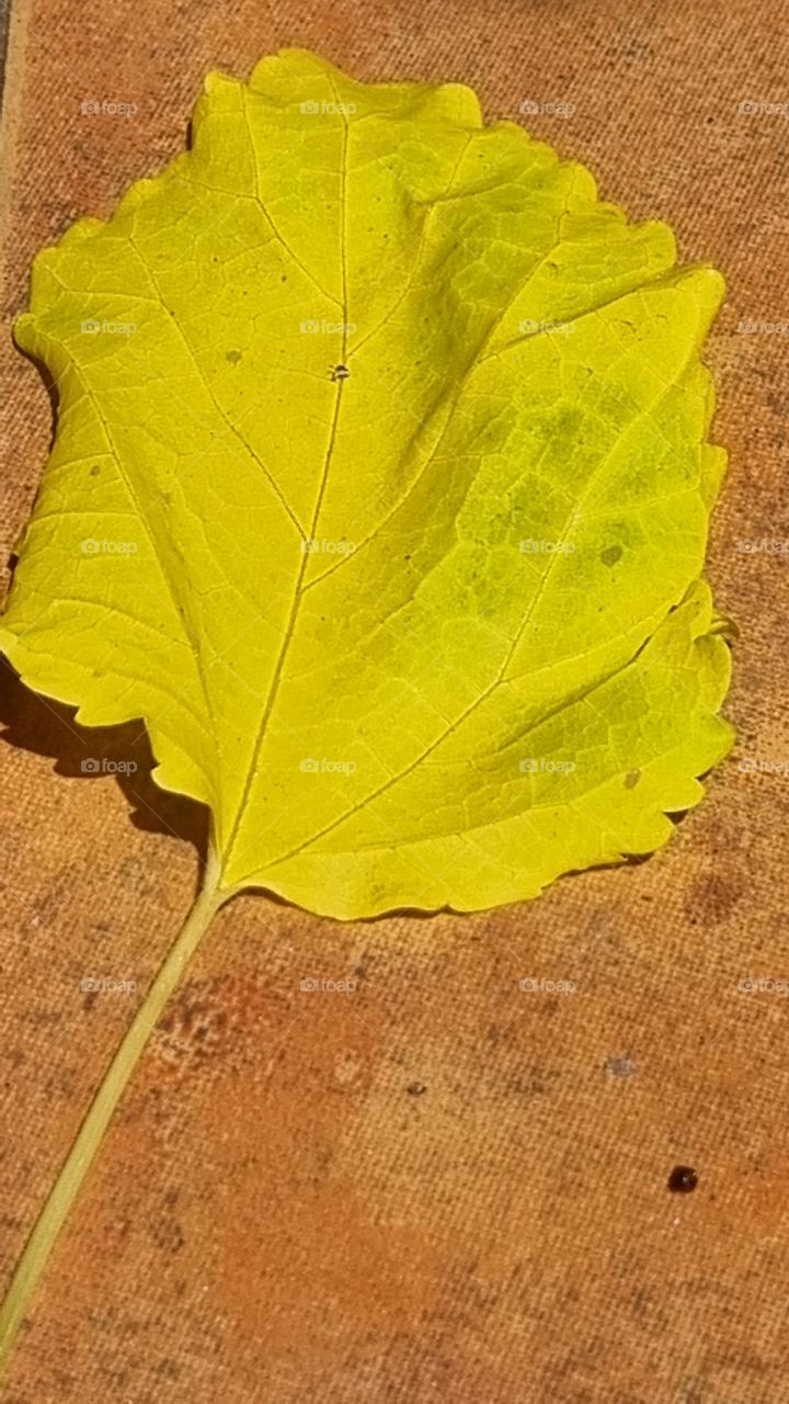 Leaf. yellow