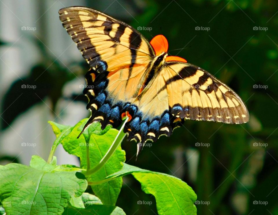 A Swallowtail butterfly is drawing nectar from a host plant - Swallowtail butterflies are popular species for their attractive wing forms and varied colors. 