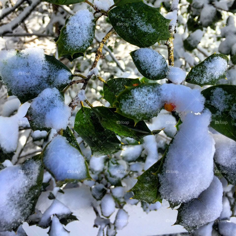 Holly leaves in the snow