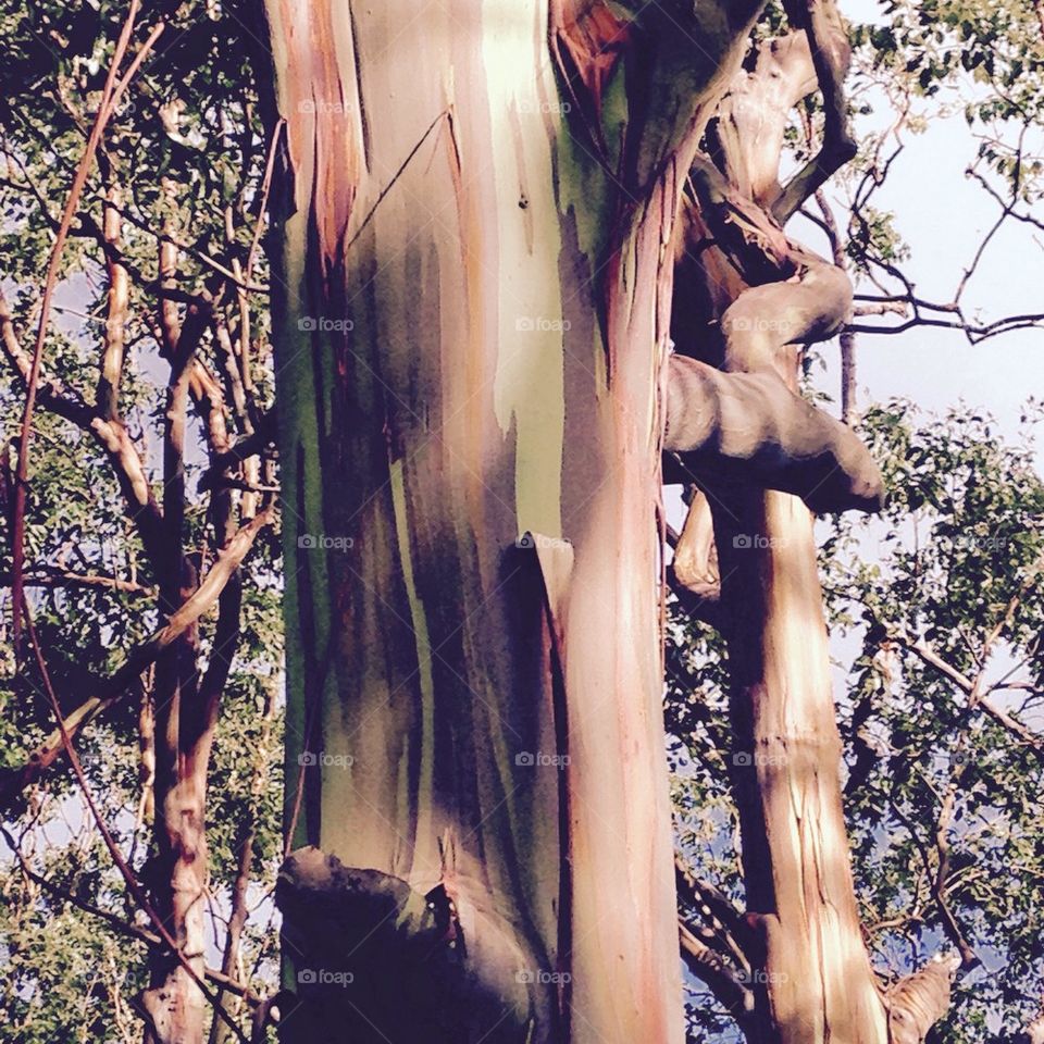 Rainbow eucalyptus 