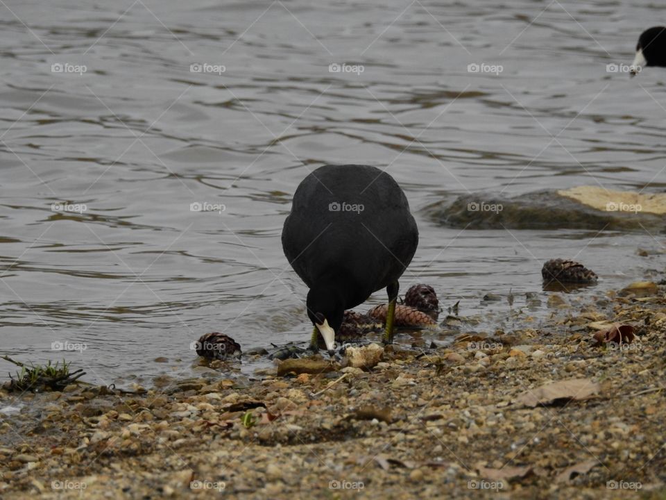 coot foraging