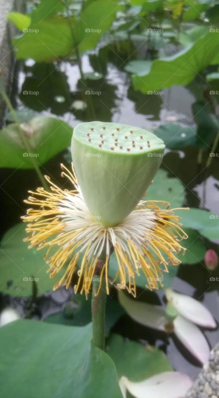 lotus head