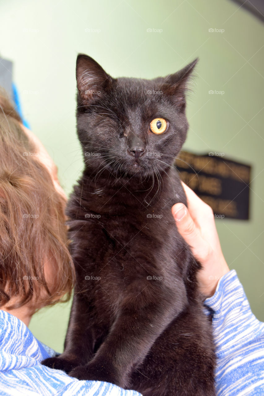 Don't shop, adopt! Special needs black cat with one Eye