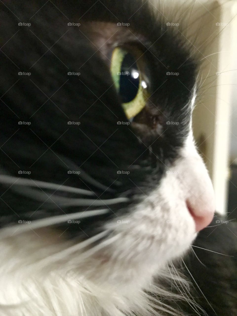 Kitty close-up! Green eyes, pink nose!