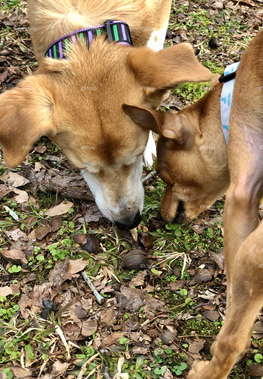 Two dogs concentrating on same spot on ground with heads close together 