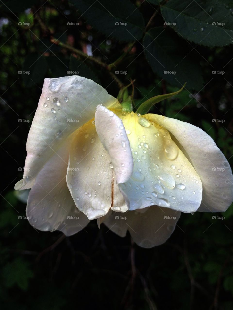 Raindrops on white petals