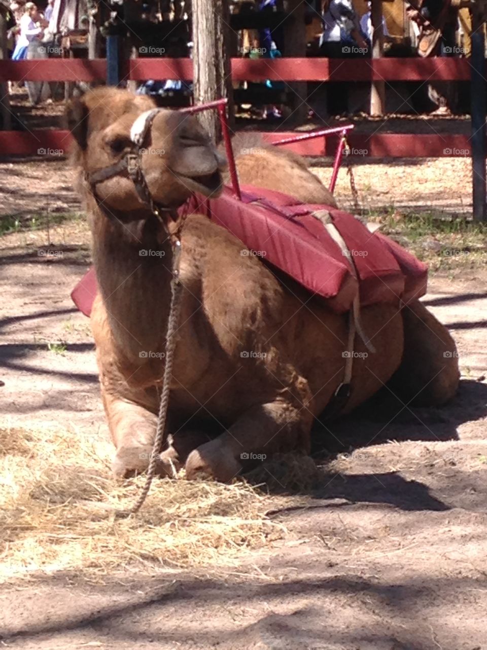 Camel Rides