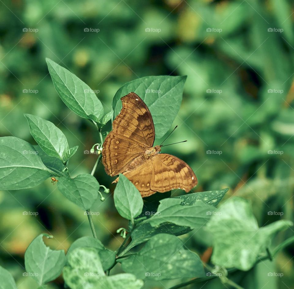 Butterfly photography - Natural 