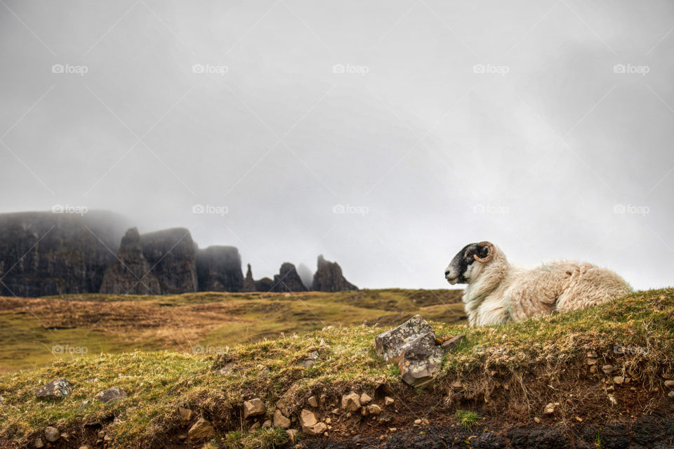 Sheep at the quiraing