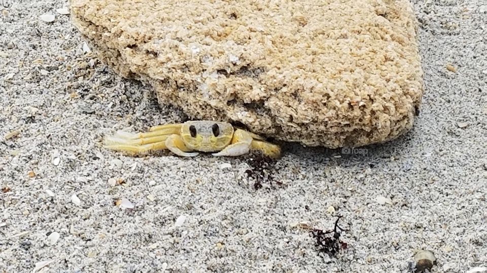 Saw this little crab hiding out near a rock