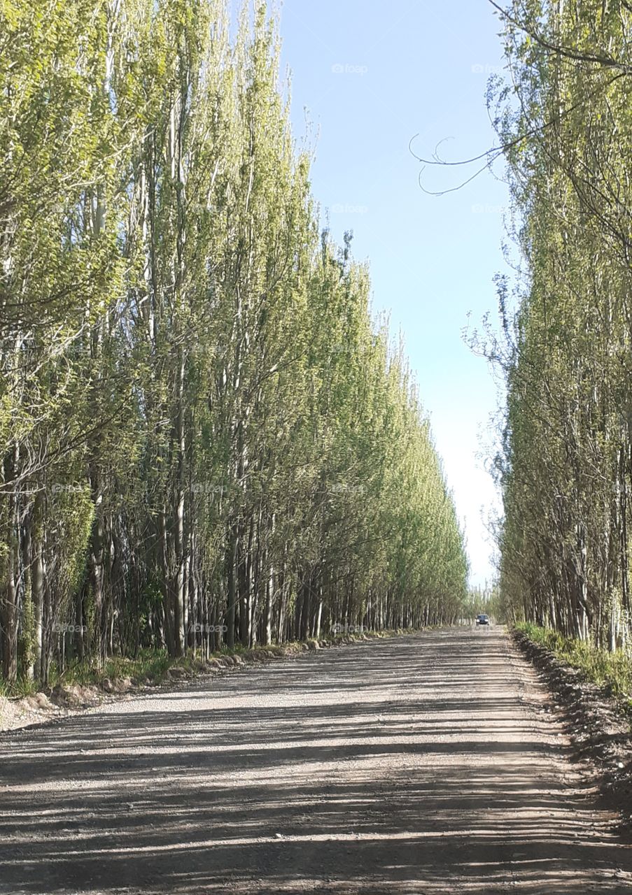 árboles verdes en camino rústico