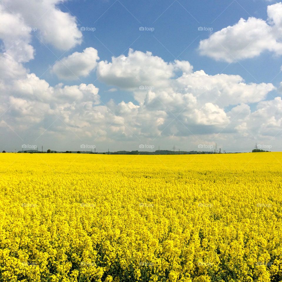 Yellow rapeseed field with blue sky with clouds. Reminiscent of the Ukrainian flag.