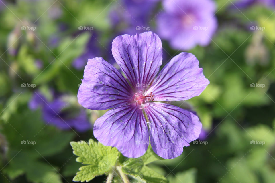 garden flower macro purple by sicksaint77