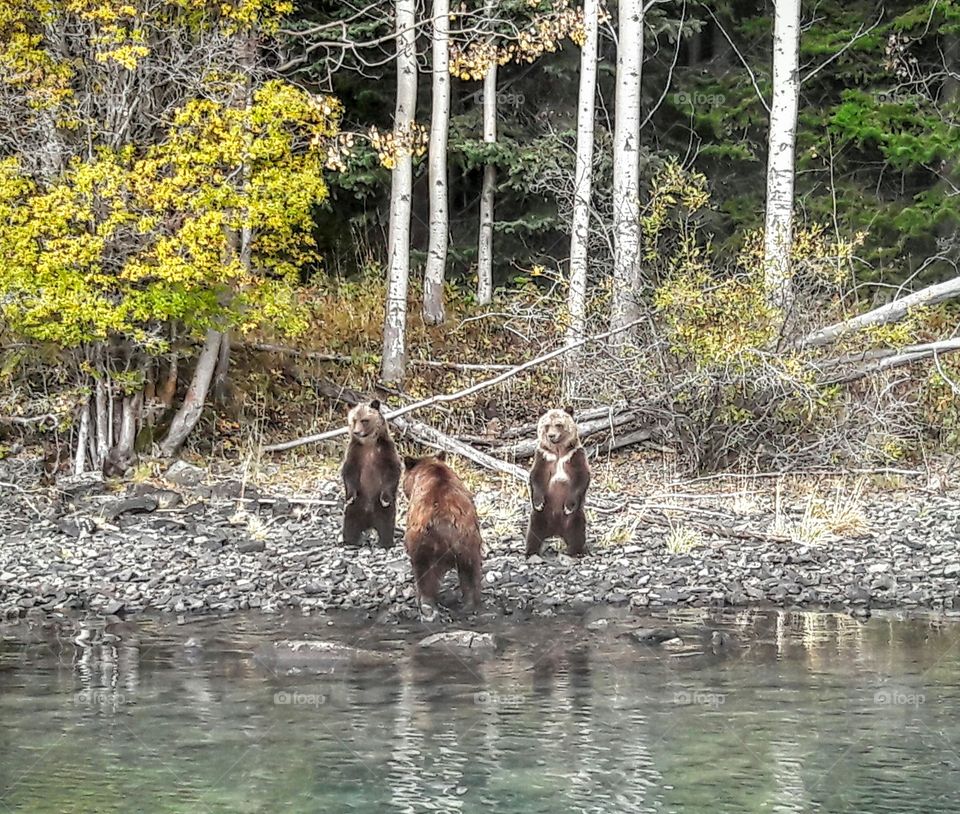 Baby grizzlies