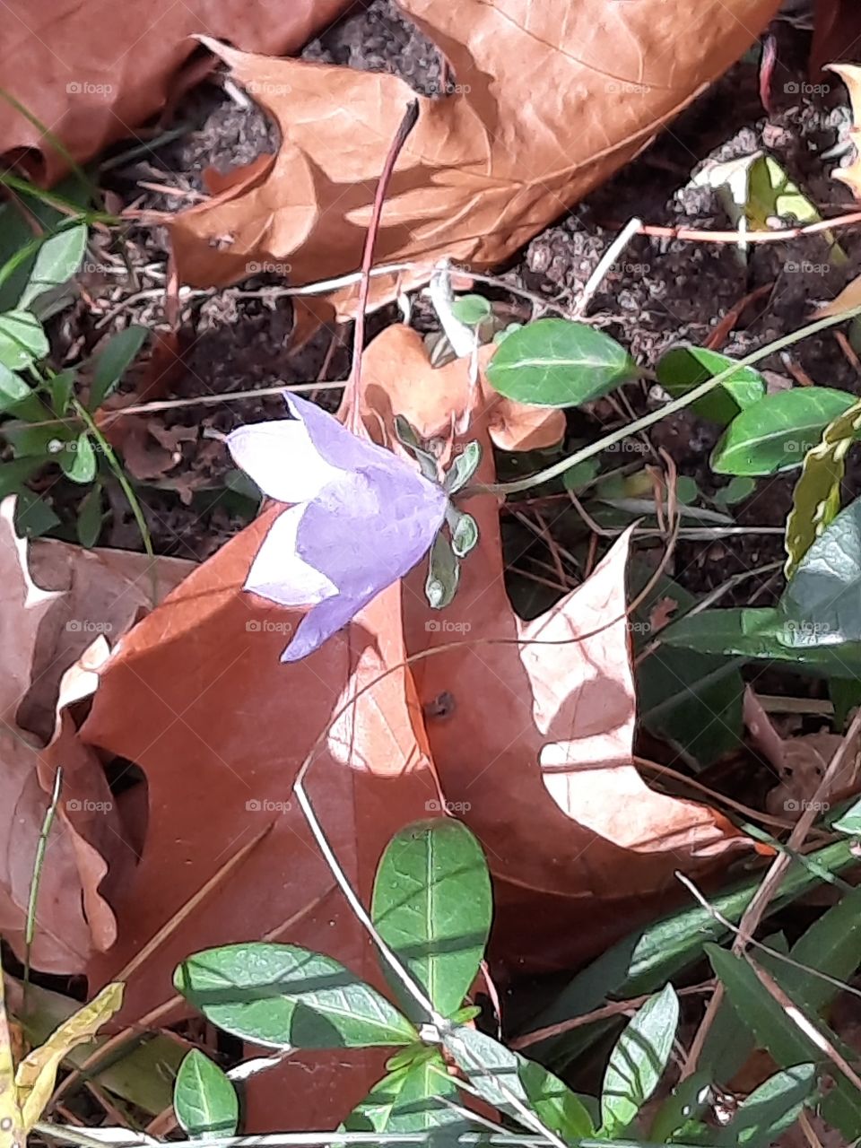 delicate campanula in autumn forest