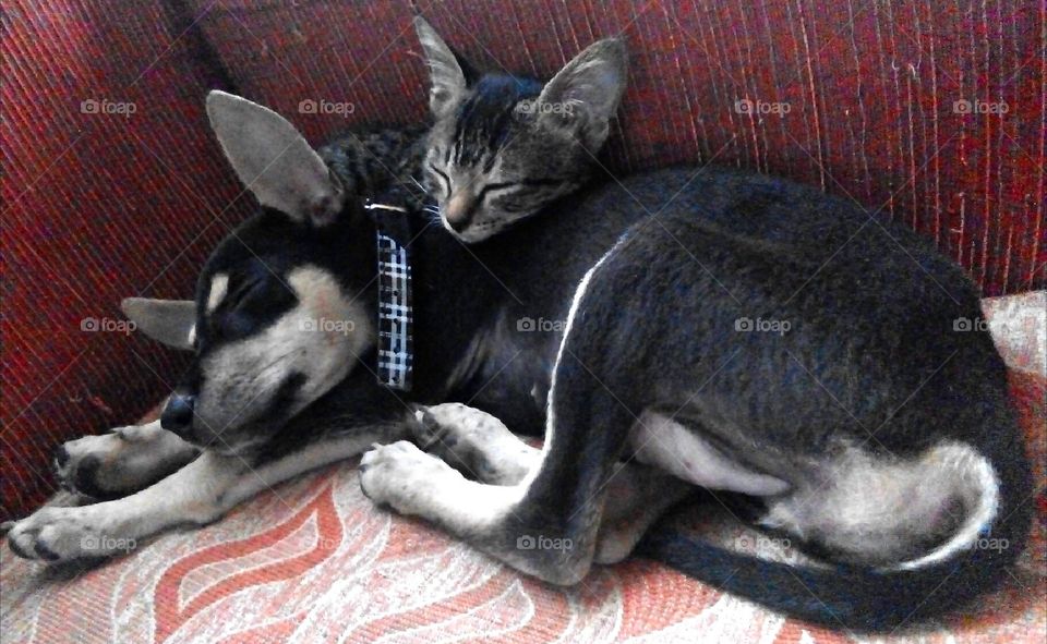 My Chuchay(dog) and Baby Lufitha🐶😻