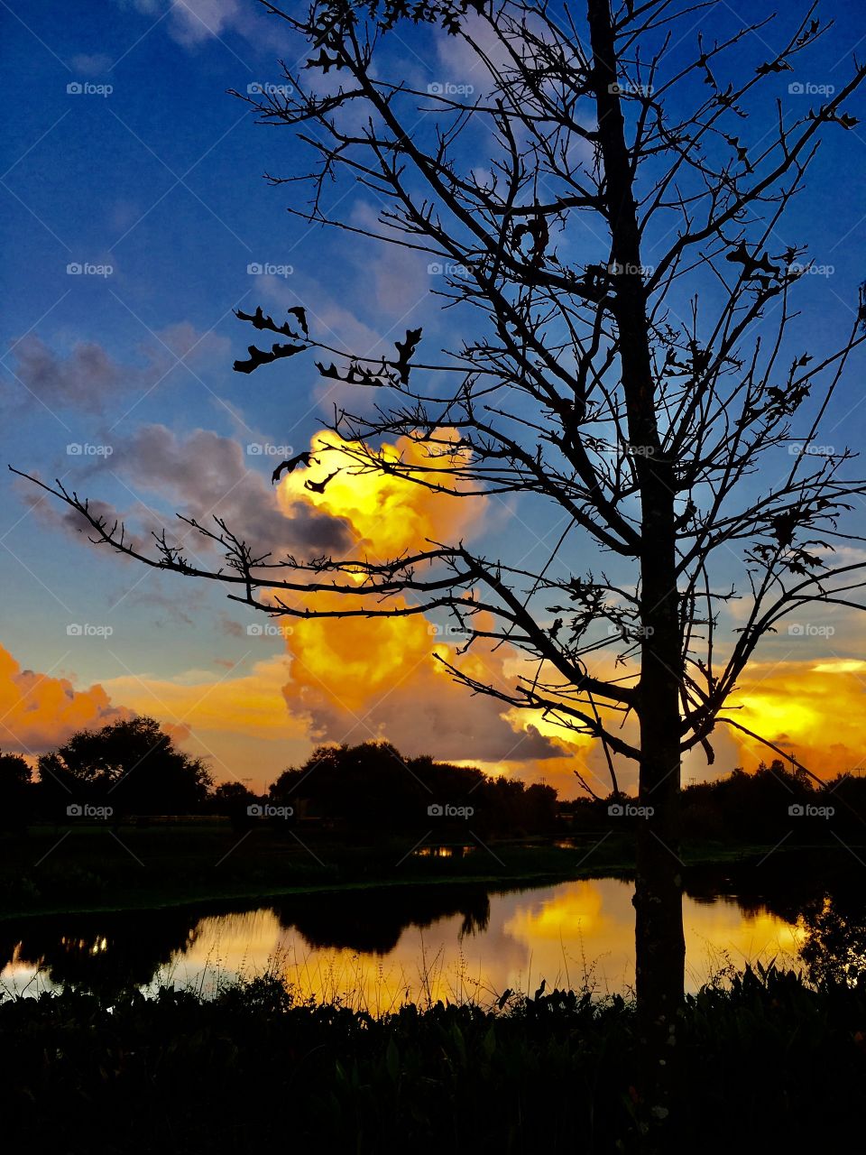 Beautiful sunset at the park 