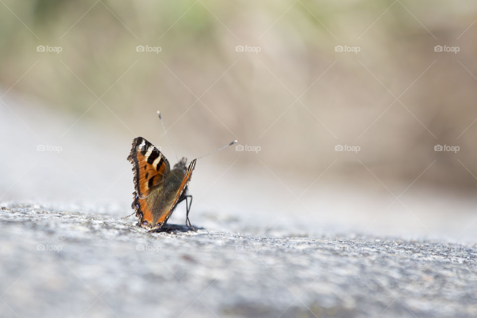 Butterfly on rock