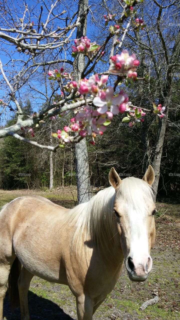 Sunny near the apple tree
