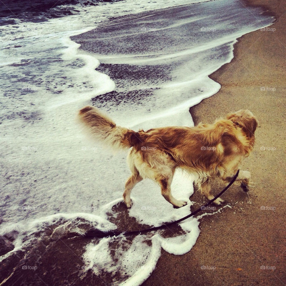 aveiro beach pretty dog by Zita