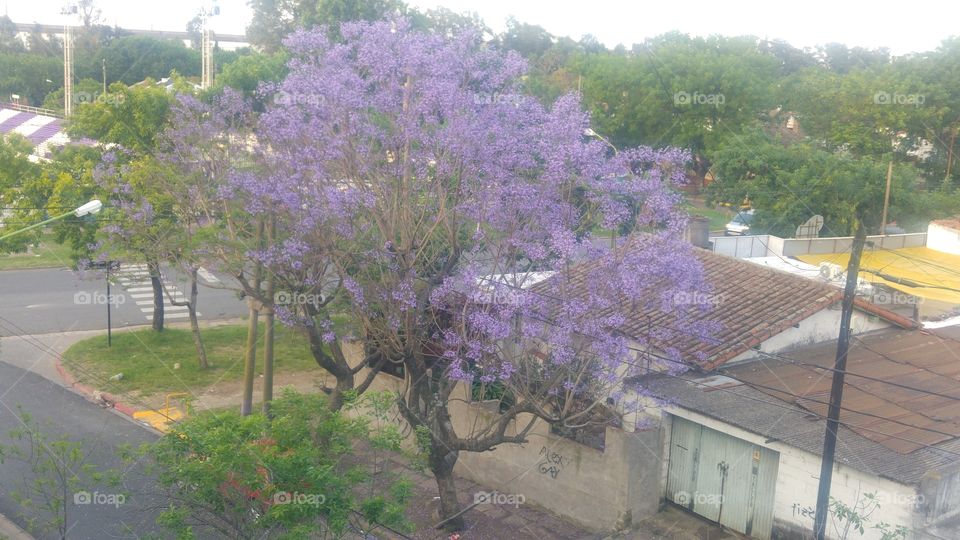 árbol jacaranda