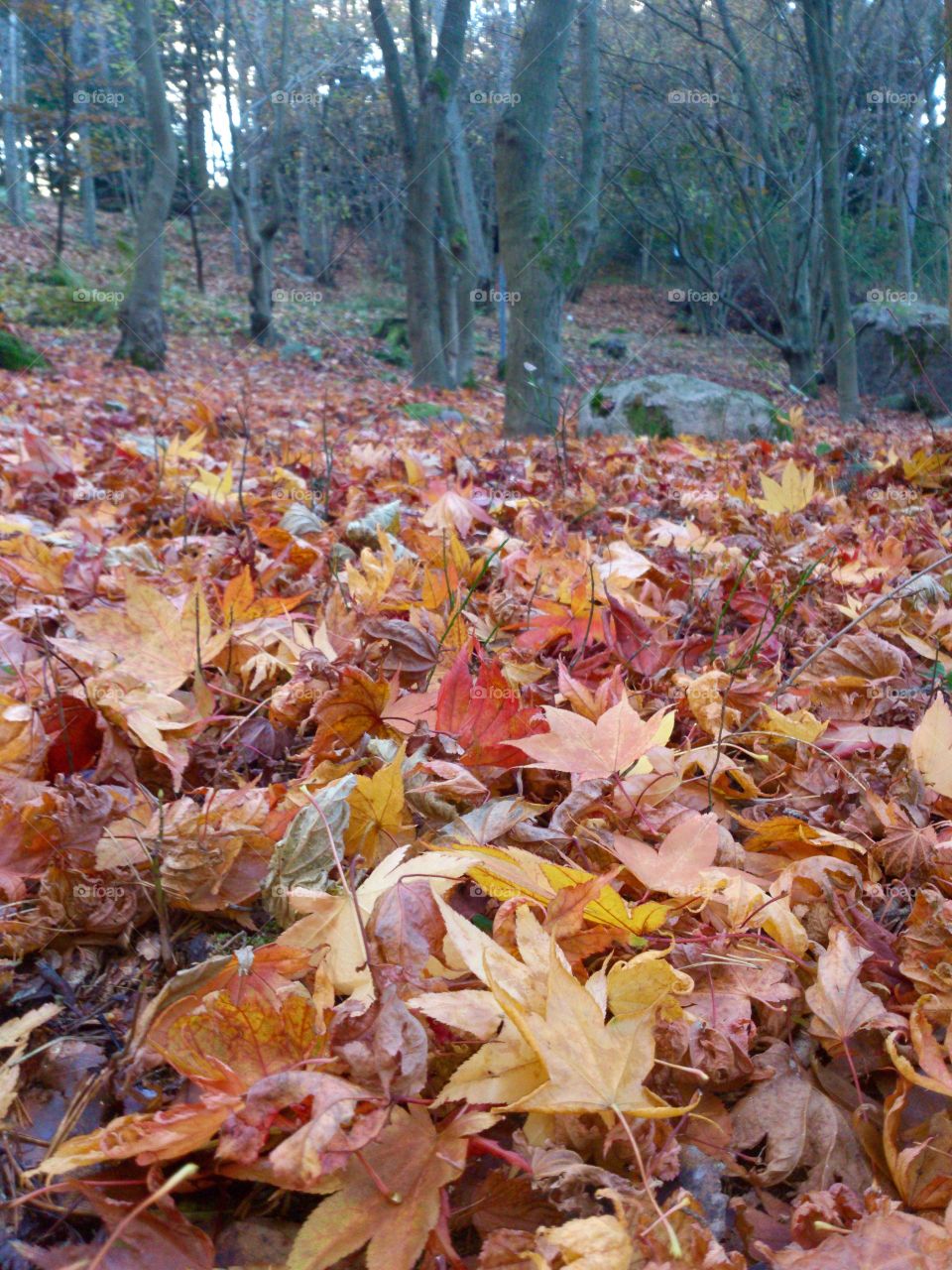 Fallen leaves. Fallen leaves