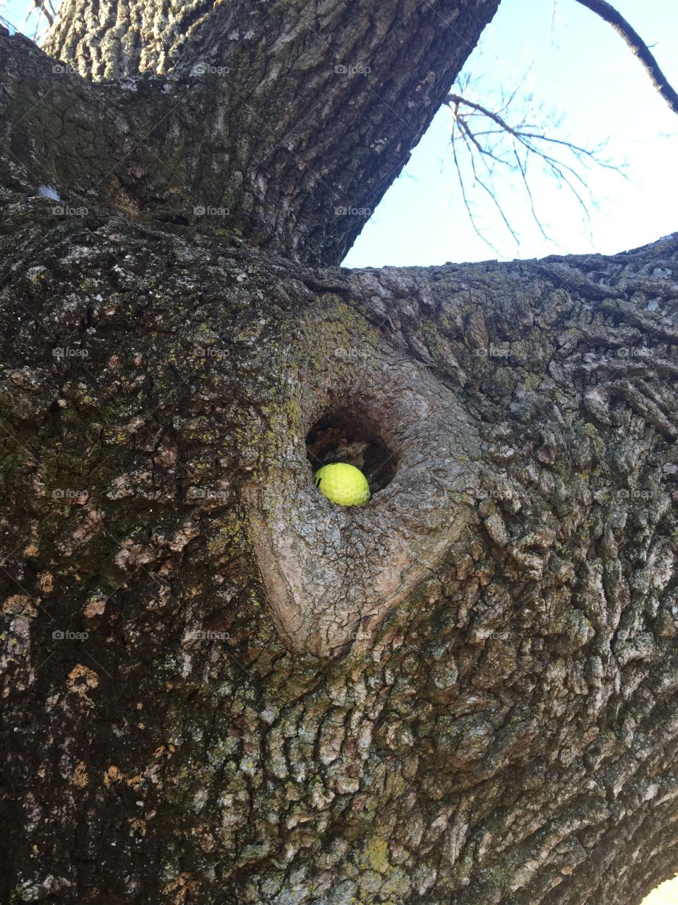 Gulf ball in a knot in a tree pretty cool actually took the golf ball my bad! 