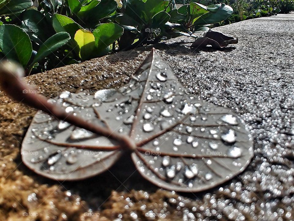 Leaf with drop drops