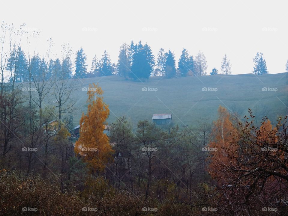 Fall, Tree, Wood, Landscape, Fog