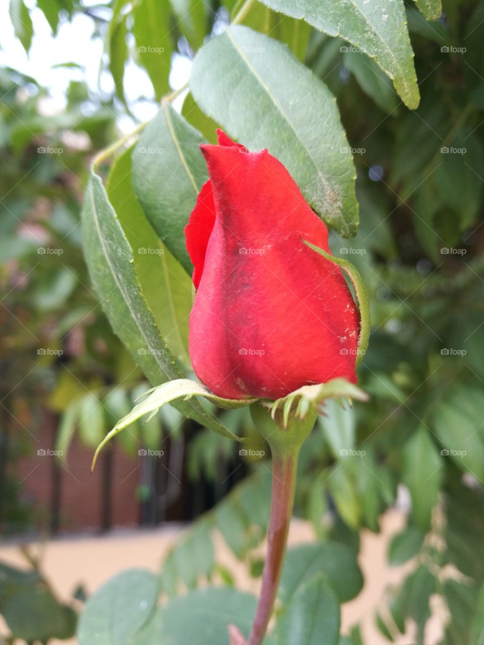 Rose bud