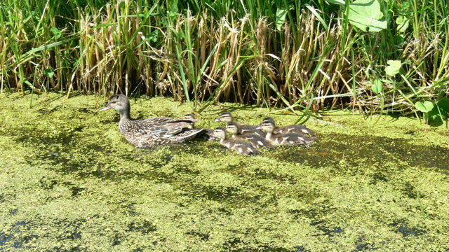 Enten